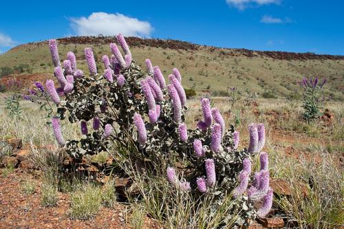 Fleurs cultivées : Ptilotus