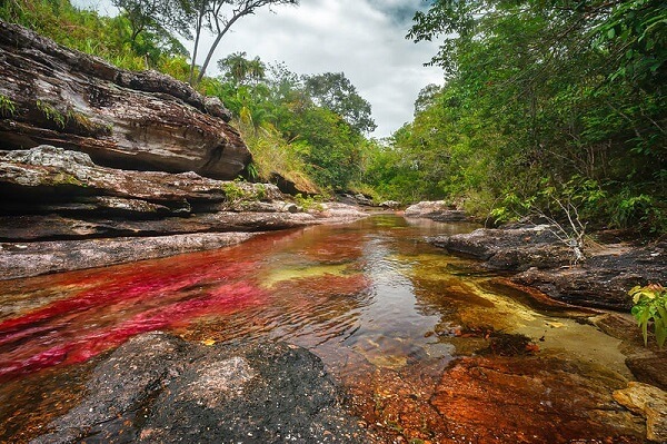 Le Cano Cristales en Colombie, une des plus belles rivières du monde...