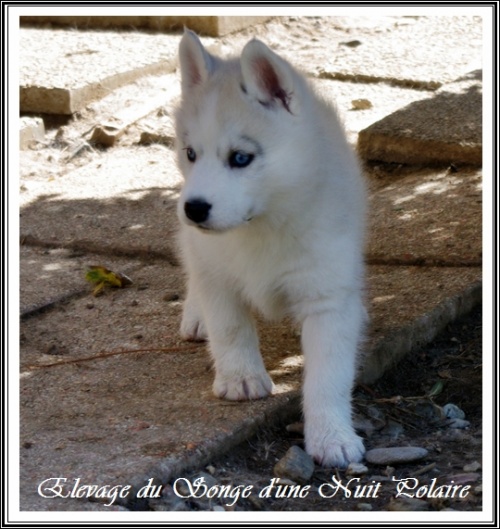 Chiot Husky Femelle 4 (49j)