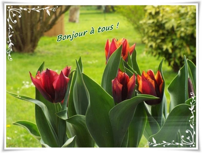 tulipe