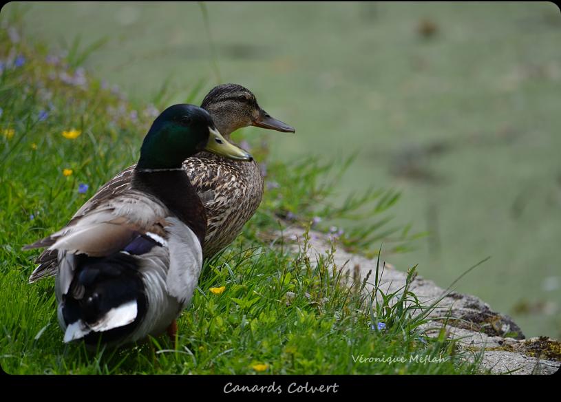 Rambouillet : Deux ans de photographies d'oiseaux
