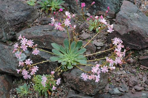 Fleurs cultivées : Lewisia