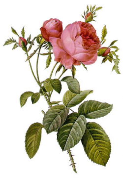 Les plantes ont du génie,