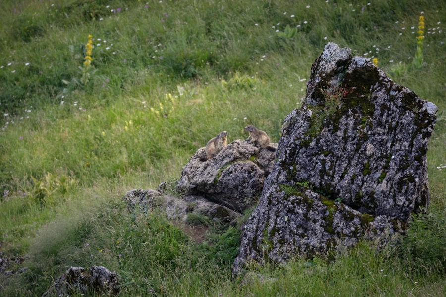 Marmottes