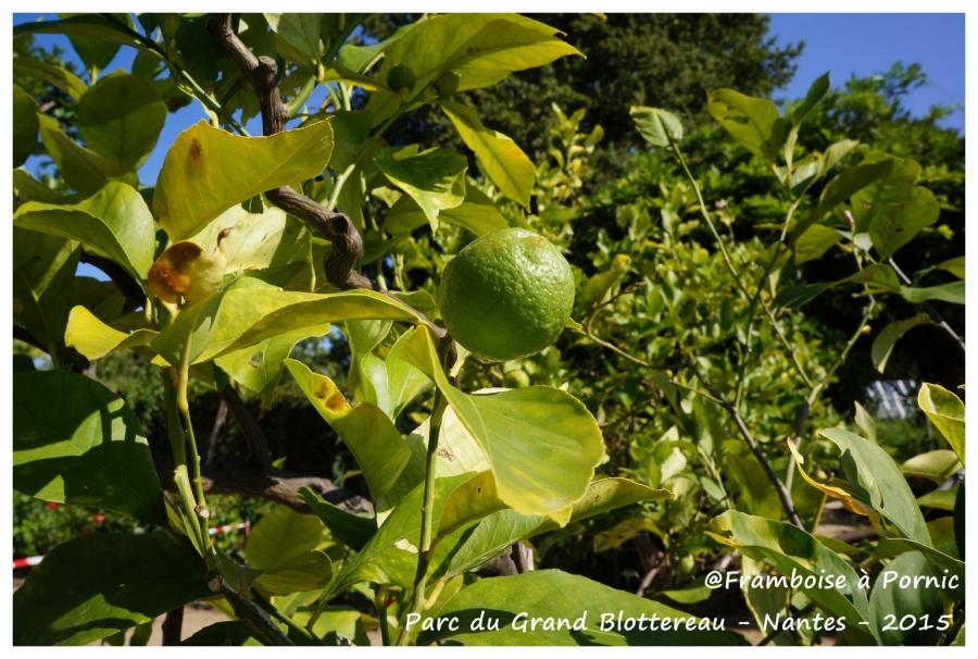 Nantes Parc grand Blottereau - Potager tropical