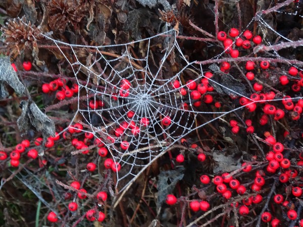 Pour fêter le nouvel an, les araignées de mon jardin ont réalisé de superbes toiles givrées !