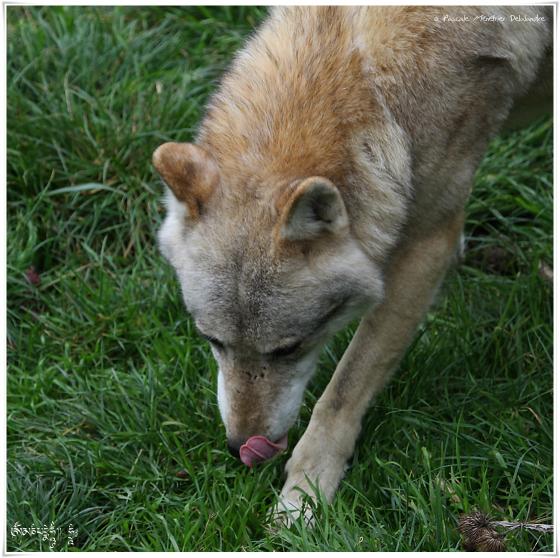 Loups de Pologne (Canis lupus lupus)