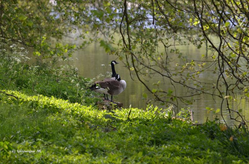 Rambouillet : Naissances de petites Bernache du Canada