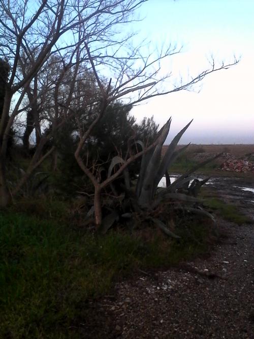 MINI-MAS ENTRE CRAU ET CAMARGUE