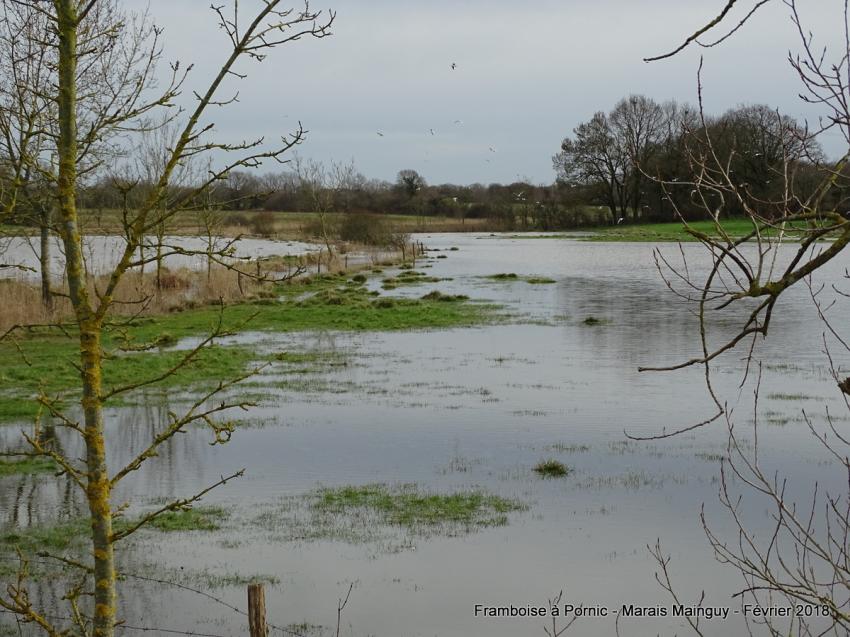 Pornic, Marais Mainguy - Février 2018