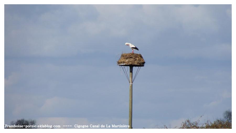 Cigogne au Canal de la Martinière