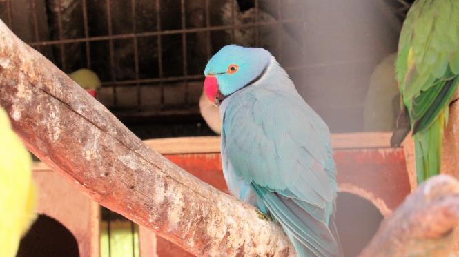Parc de la Montagne de Reins Juin 2017 (Ferme aux oiseaux exotiques de Athis
