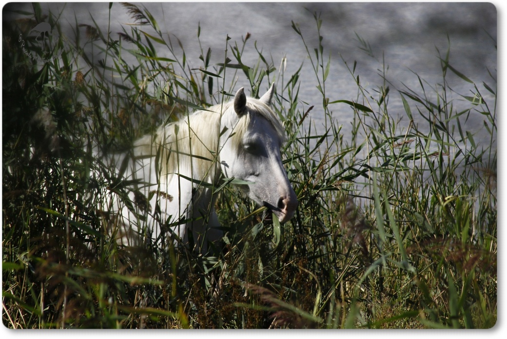 Cheval Camarguais...