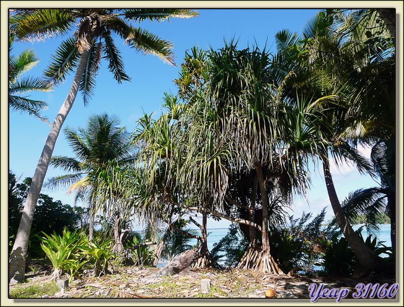 Pandanus : les arbres - Motu Porou - Tahaa - Polynésie française