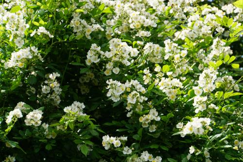 Des roses pour des saints