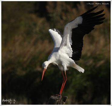 Cigogne blanche - Ciconia ciconia - White Stork