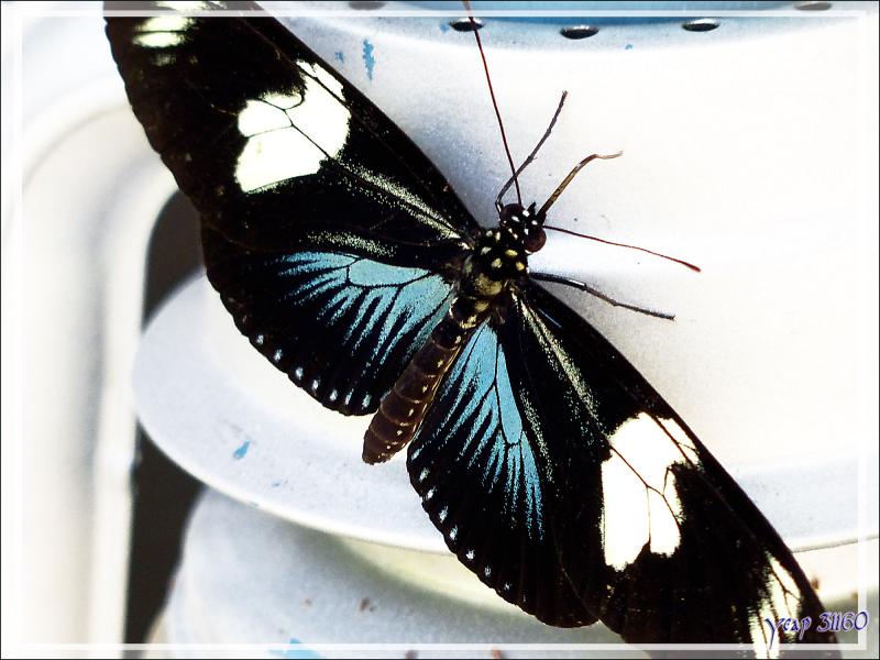 Animation gif : Papillon Héliconius Doris forme bleue - Inkaterra Hacienda Concepcion - Puerto Maldonado - Pérou
