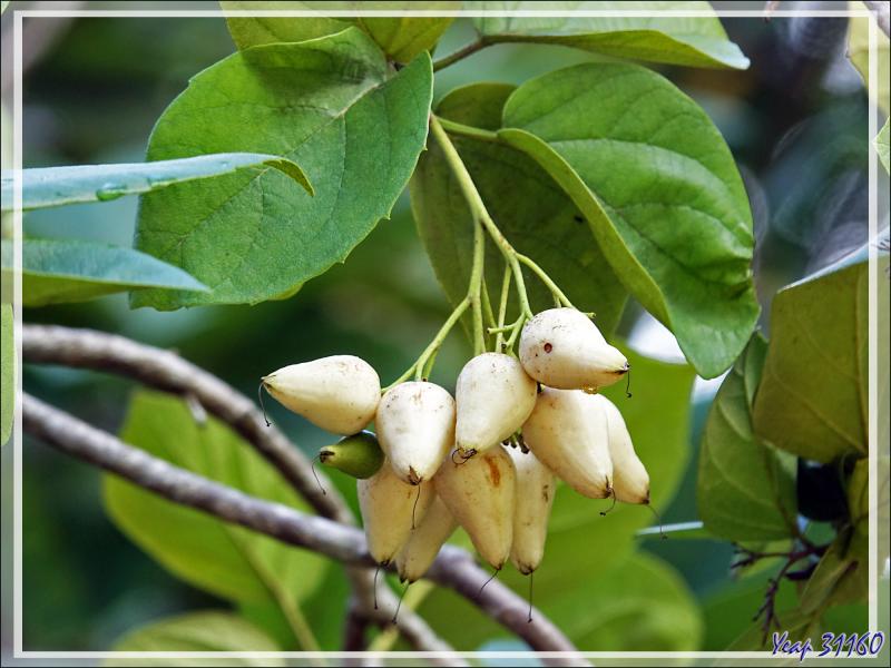 14/12/2021(suite) : seconde journée à Silhouette Island passée entre promenade dans le village et les jardins du grand complexe hôtelier voisin et baignades - Seychelles