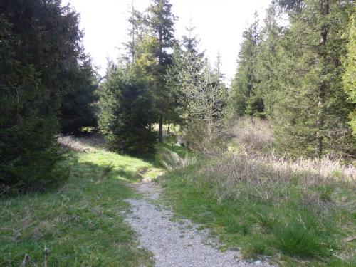 La Forêt du Lingas - Lac des Pisses (Massif de l'Aigoual)