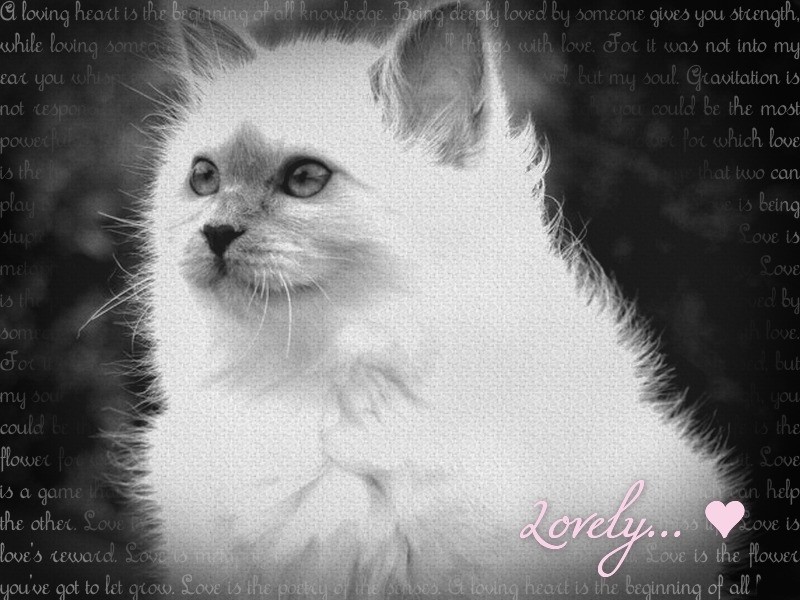 Chat pousse !