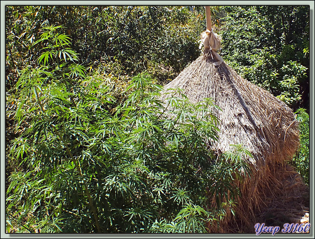 Blog de images-du-pays-des-ours : Images du Pays des Ours (et d'ailleurs ...), Traversée des collines entre Nagarkot et Katmandou: Silence, ça pousse!© - Népal