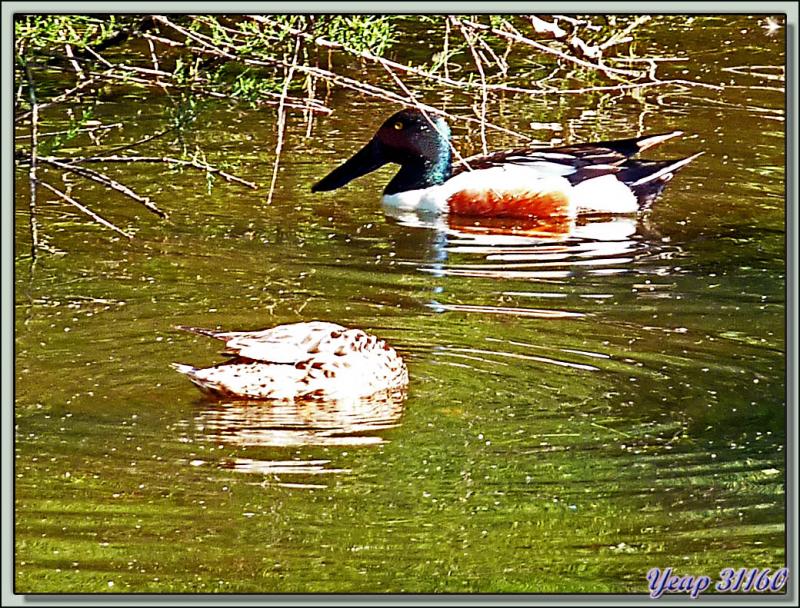 Canard souchet (Anas clypeata) - La Couarde-sur-Mer - Ile de Re - 17