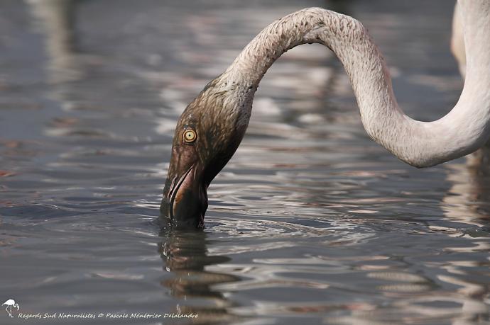Flamant rose