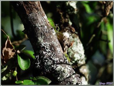 Grimpereau des jardins, Short-toed Treecreepe (Certhia brachydactyla) - Lartigau - Milhas - 31
