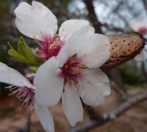 Arbre fruitier : Amandier