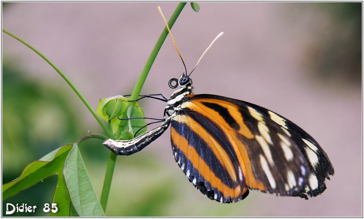 Oeil du Tigre (2) - Heliconius ismenius