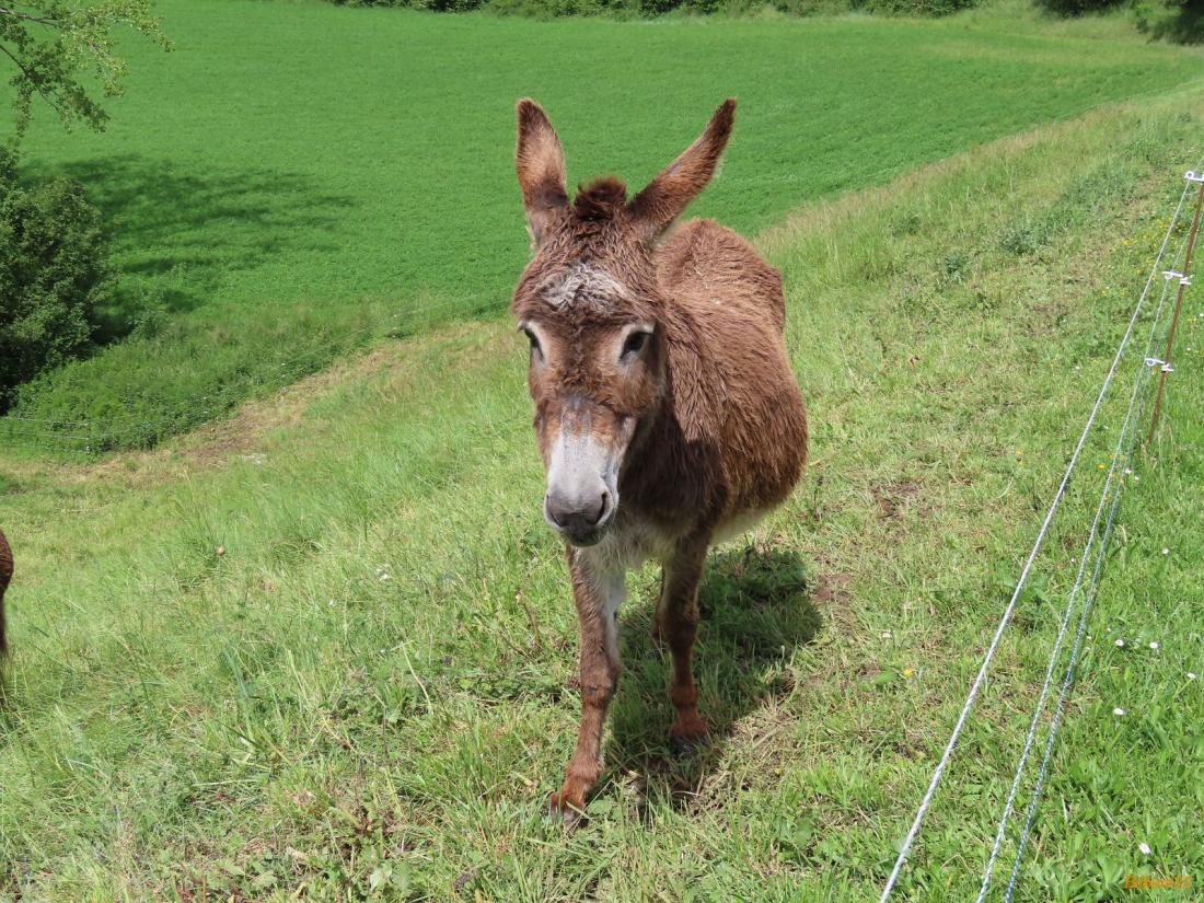 une pause à Puylaurens