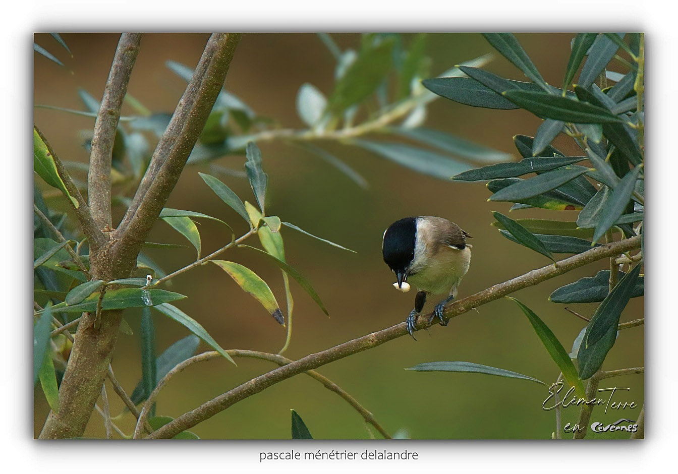 Un Olivier qui a du succès...