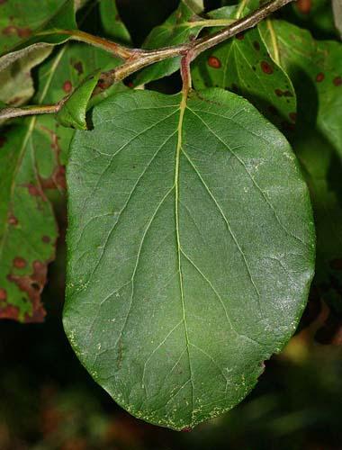 Arbre fruitier : Cognassier