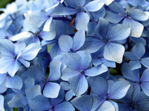 Les fleurs communiquent