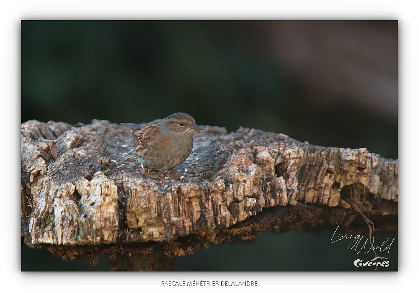Le grand timide du refuge...