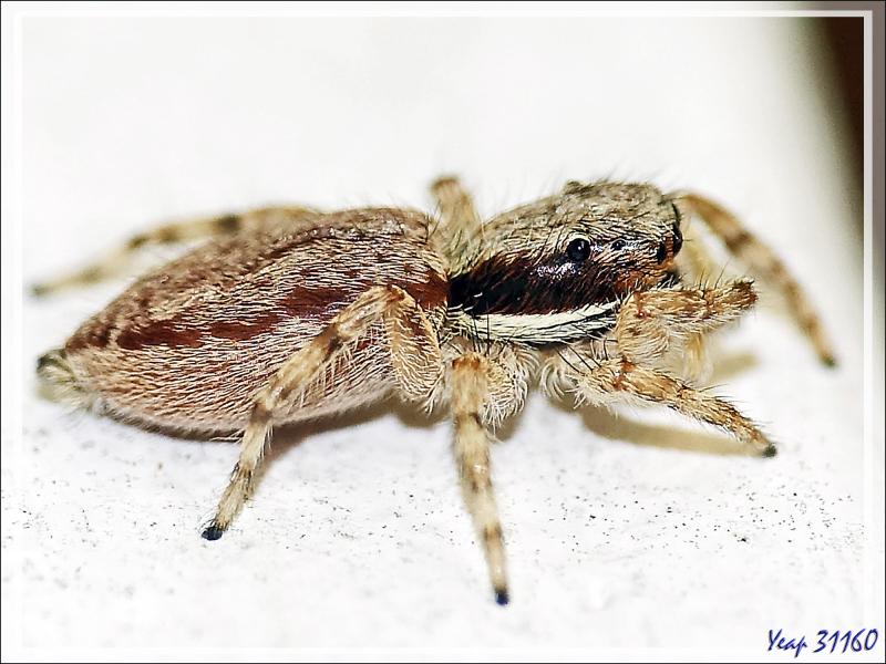 Retour vers l'hôtel avec rencontre, dans la forêt, d'un bizarre amphibien apode : un Gymnophiona, appelé Cécilie (Hypogeophis rostratus) - Ile Silhouette - Seychelles