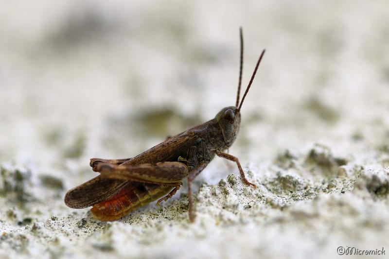 Dans mon petit jardin