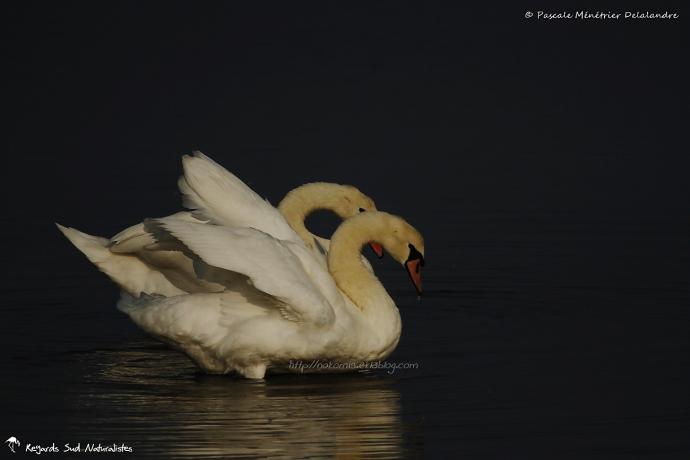 Cygne tuberculé