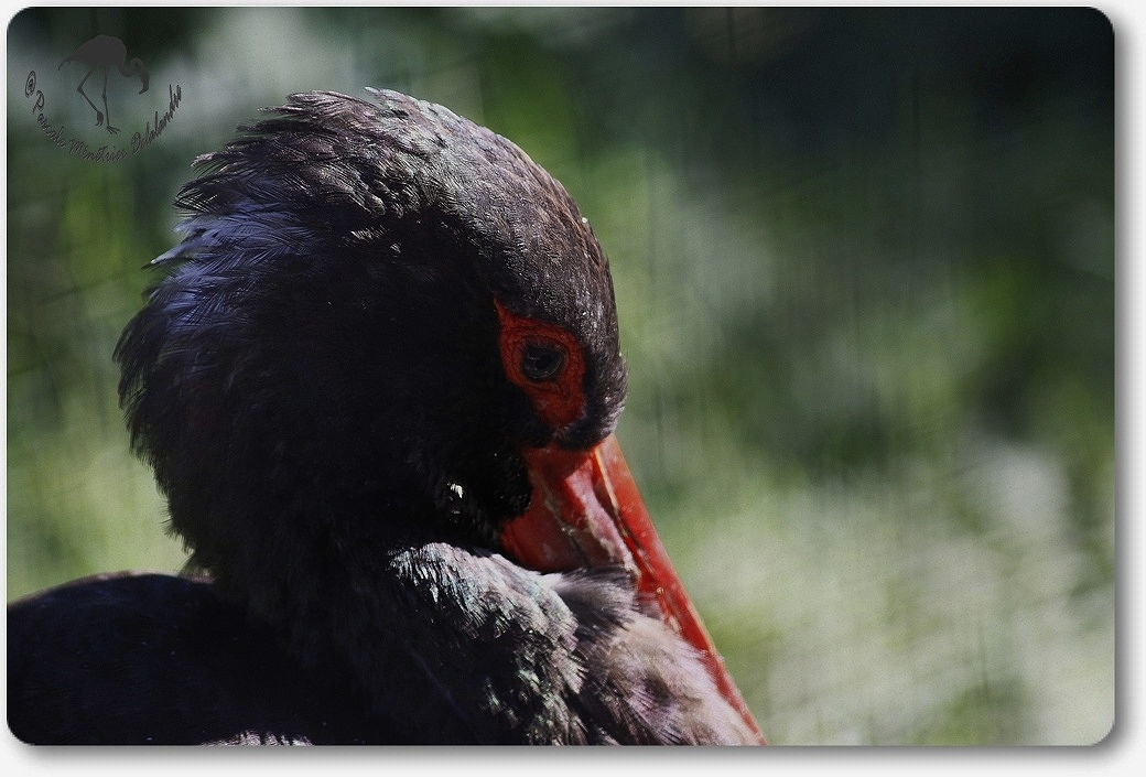 Cigogne noire...