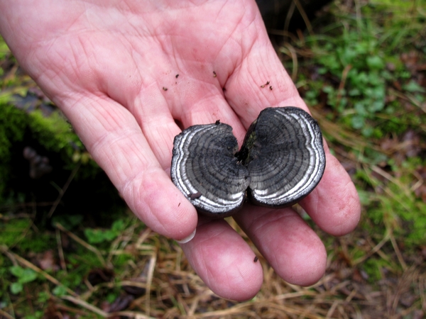 Une belle sortie de la Société Mycologique au bord de l'étang de Marcenay, à la recherche de pézizes et autres beaux champignons