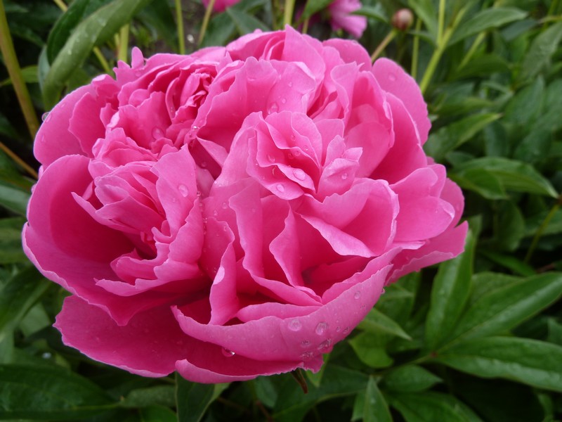 Pivoine
