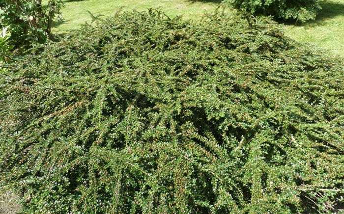 Le cotonéaster ...