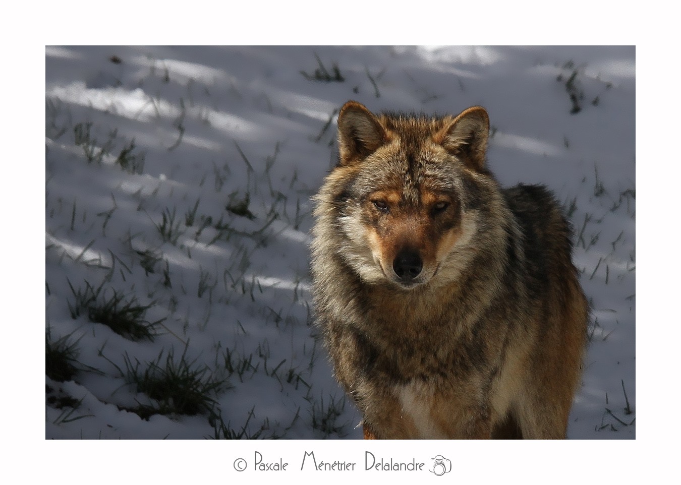 Loup - Son incroyable beauté.