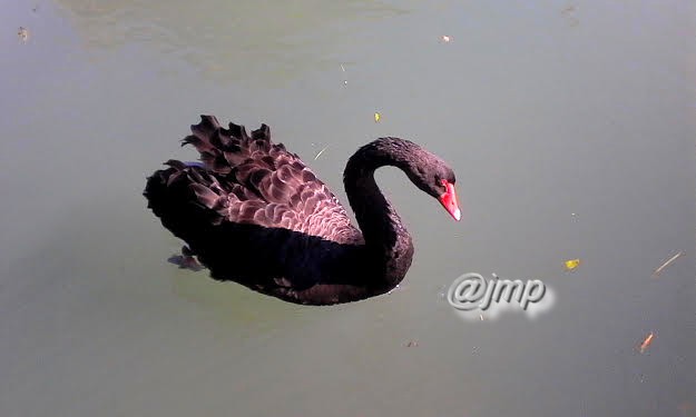 Le Cygne noir (Cygnus atratus) est une espèce de cygne originaire d'Australie et de Tasmanie qui doit son nom à la coloration en grande partie noire de son plumage