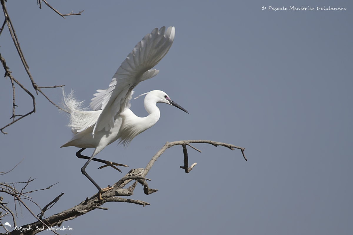 Aigrette garzette