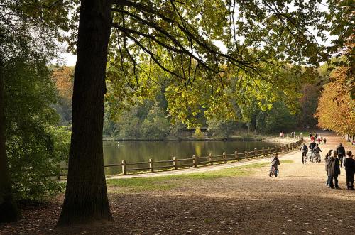 Bois de Saint Cucufa  (Hauts de Seine)