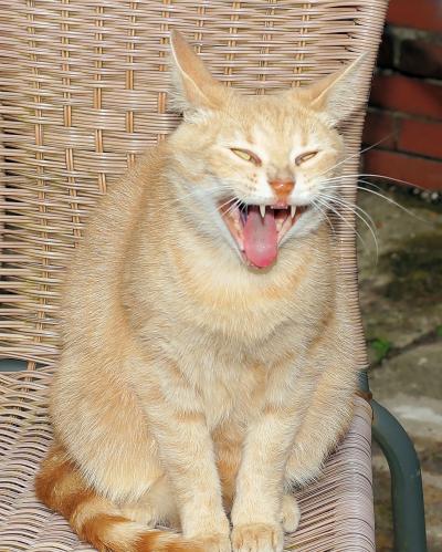 Images insolites d'animaux