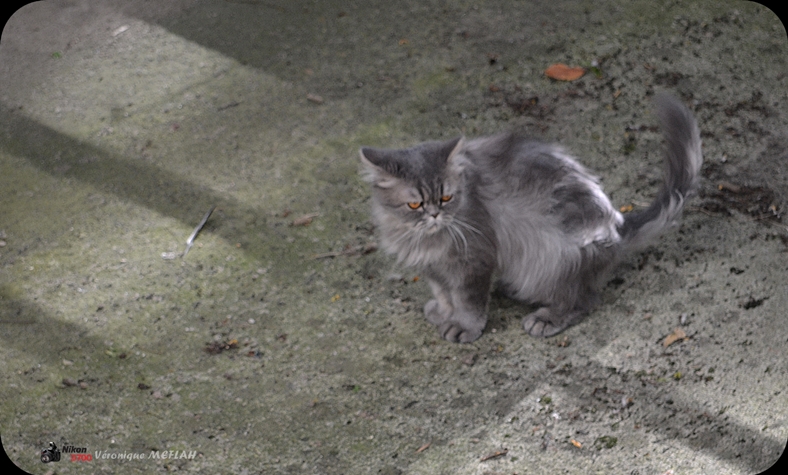 Les chats de ma voisine et poèmes