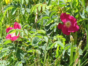 Les fleurs communiquent