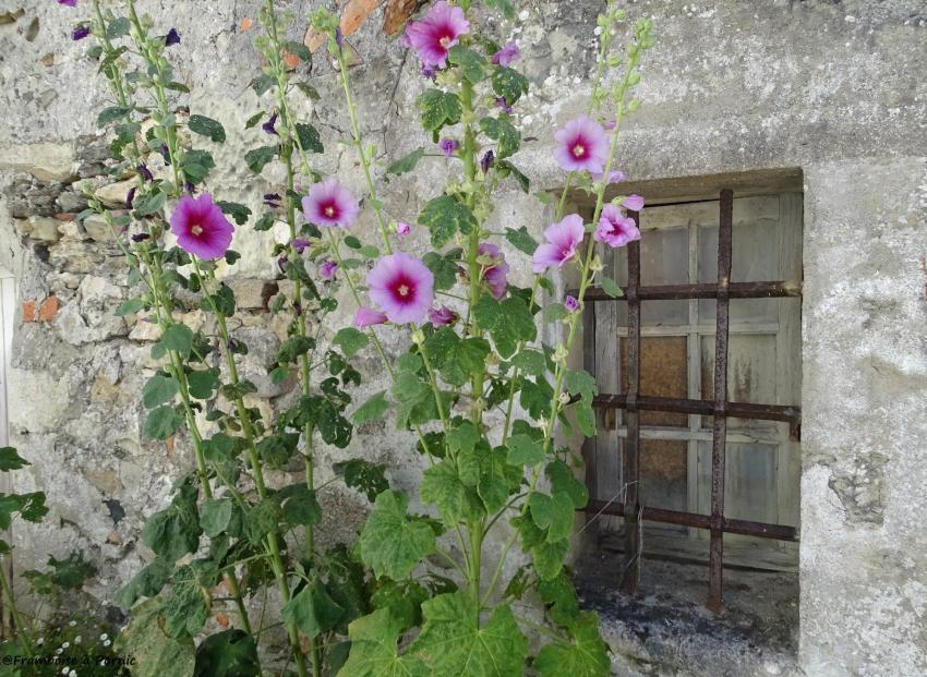 Virée sur Noirmoutier 